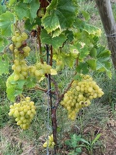 2023 Alsace
