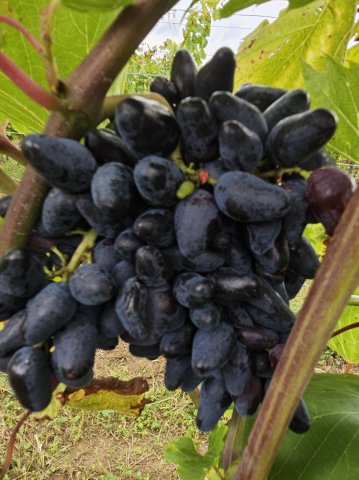 2024 vignoble