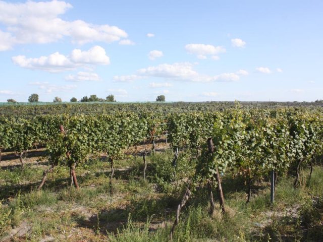 2019 Vienne